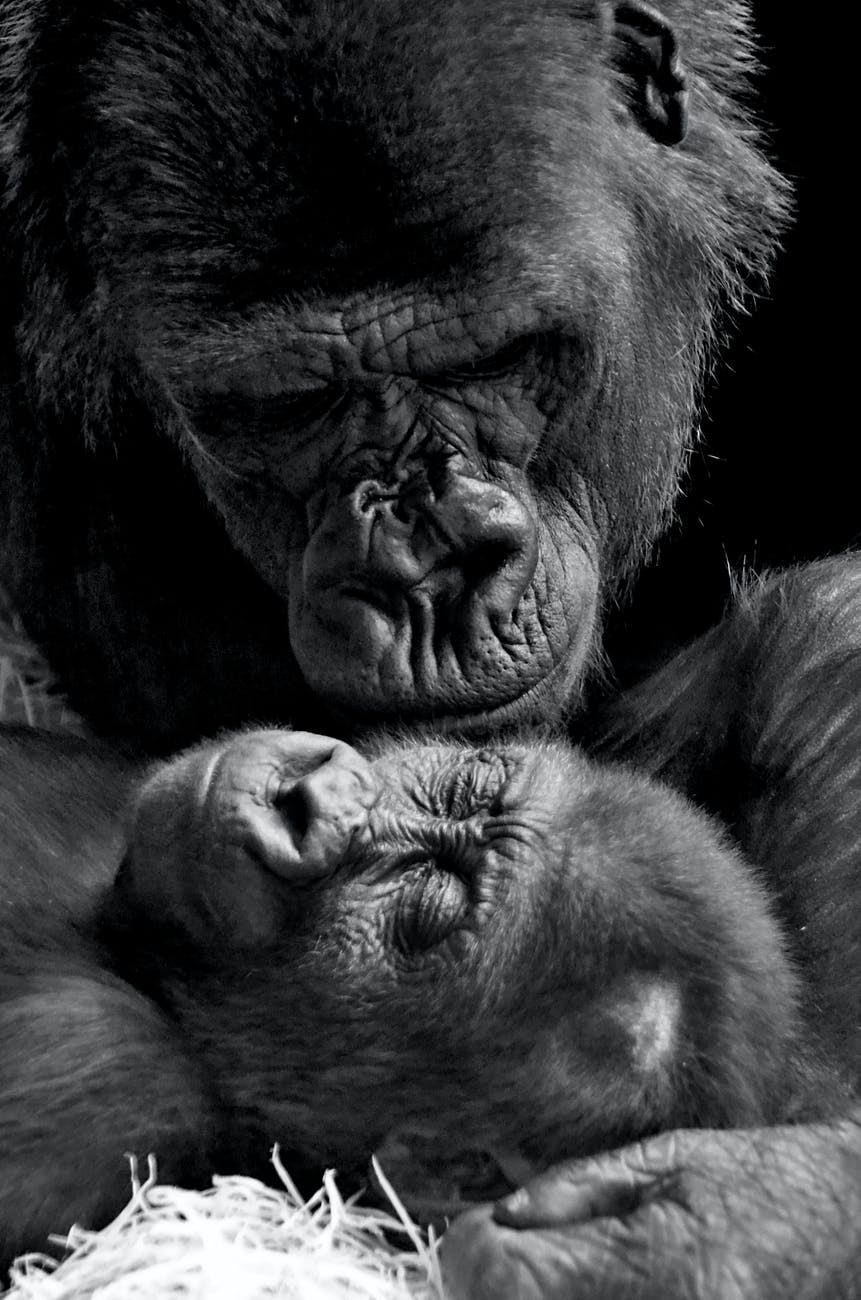 mother gorilla with her baby