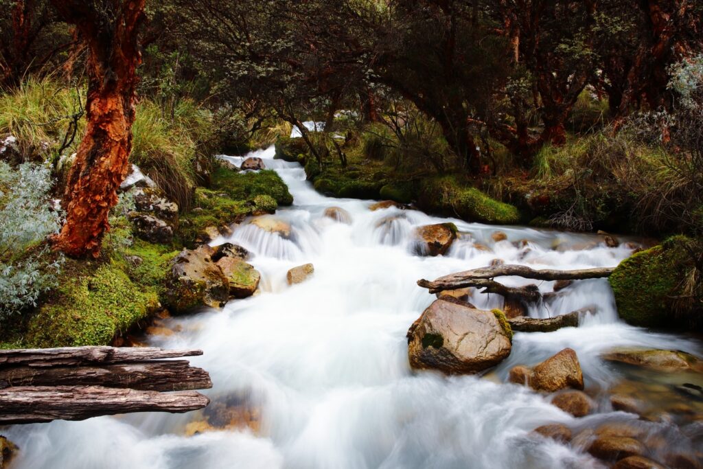 water stream near trees