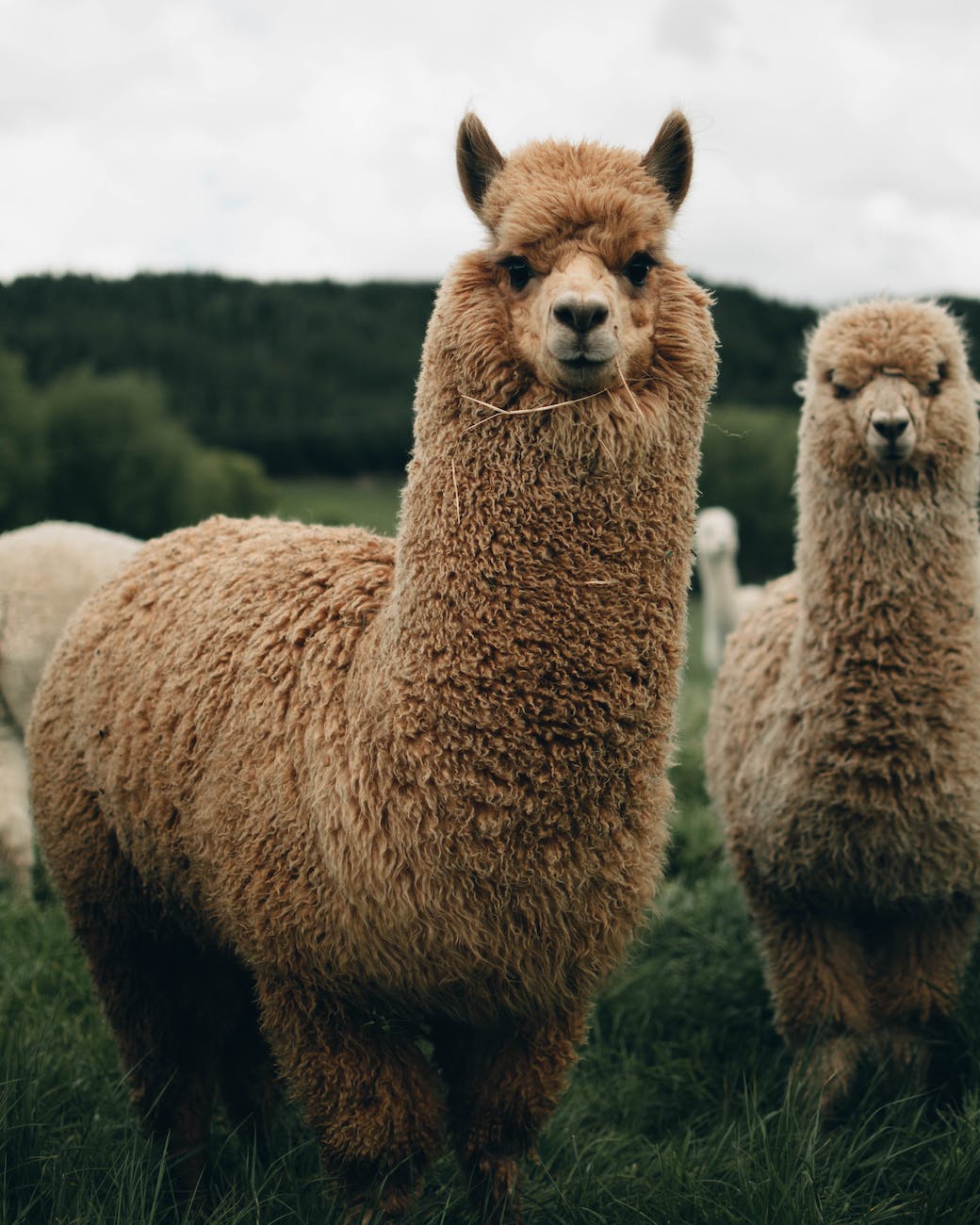 two brown lama