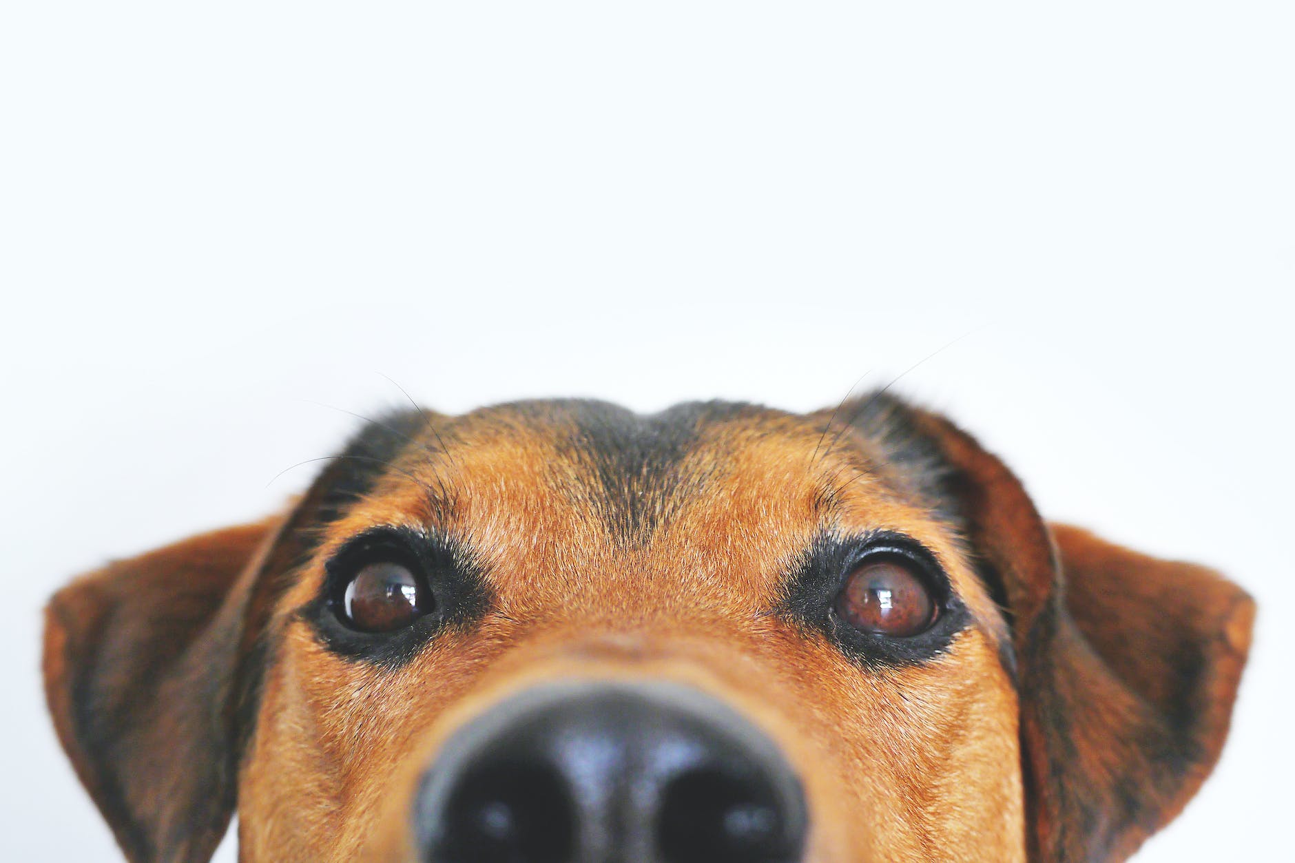 closeup photo of brown and black dog face